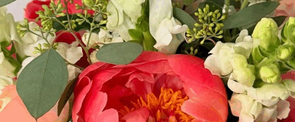 Black Dog Blooms